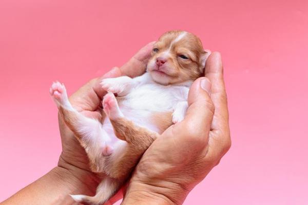 cucciolo di cane come gestirlo 