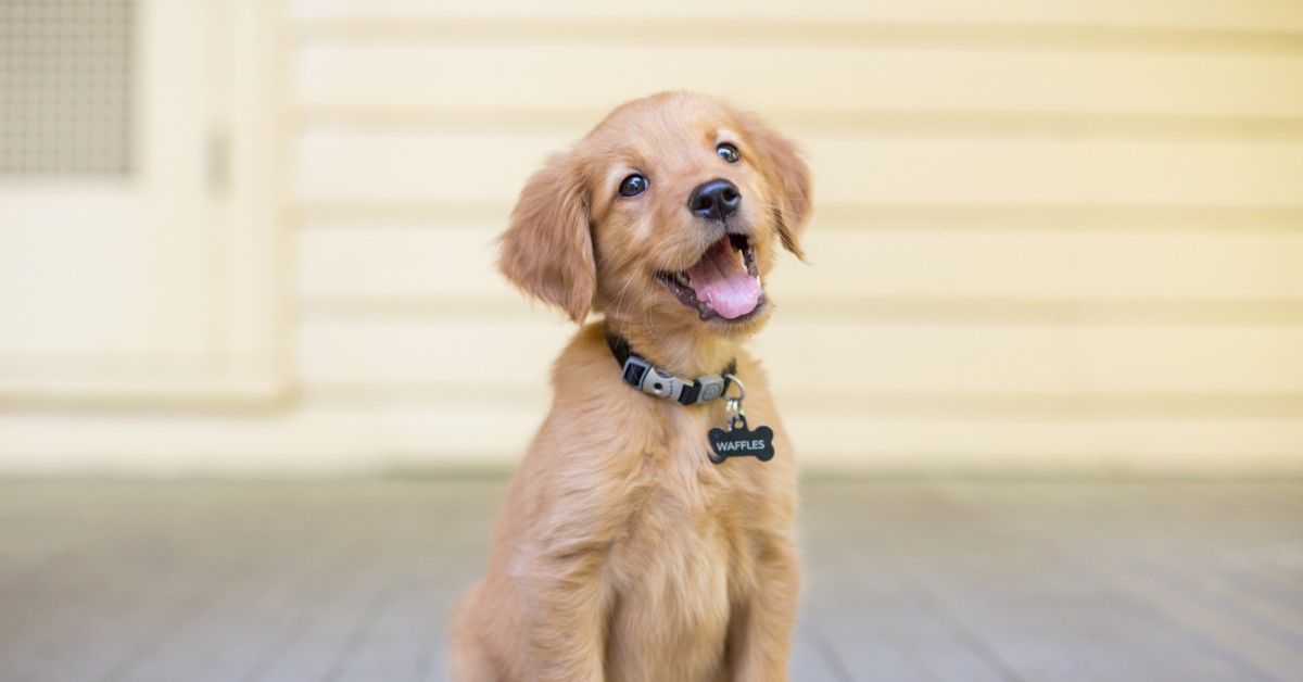 Cura del cucciolo di cane orfano: cosa bisogna sapere