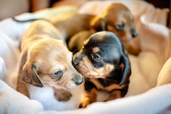 Cura del cucciolo di cane orfano