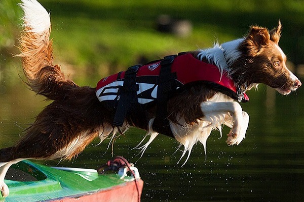 cane che si tuffa con giubbotto di salvataggio