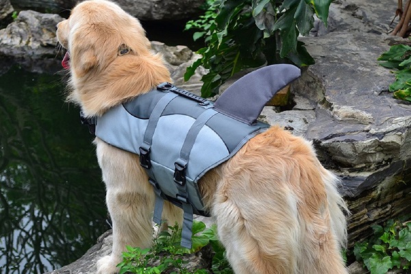 cane in riva all'acqua con giubbotto di salvataggio