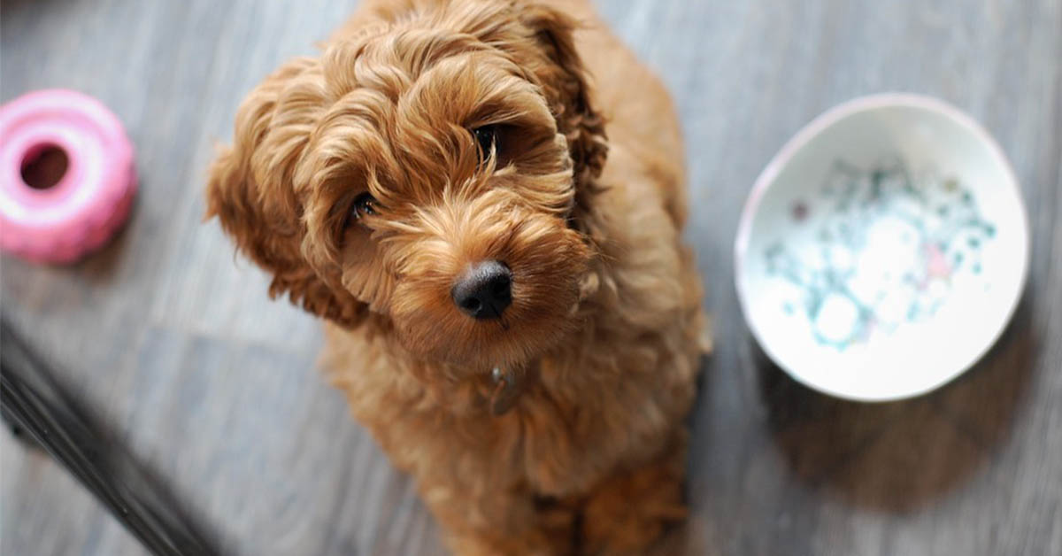 I cani possono mangiare il cotechino?