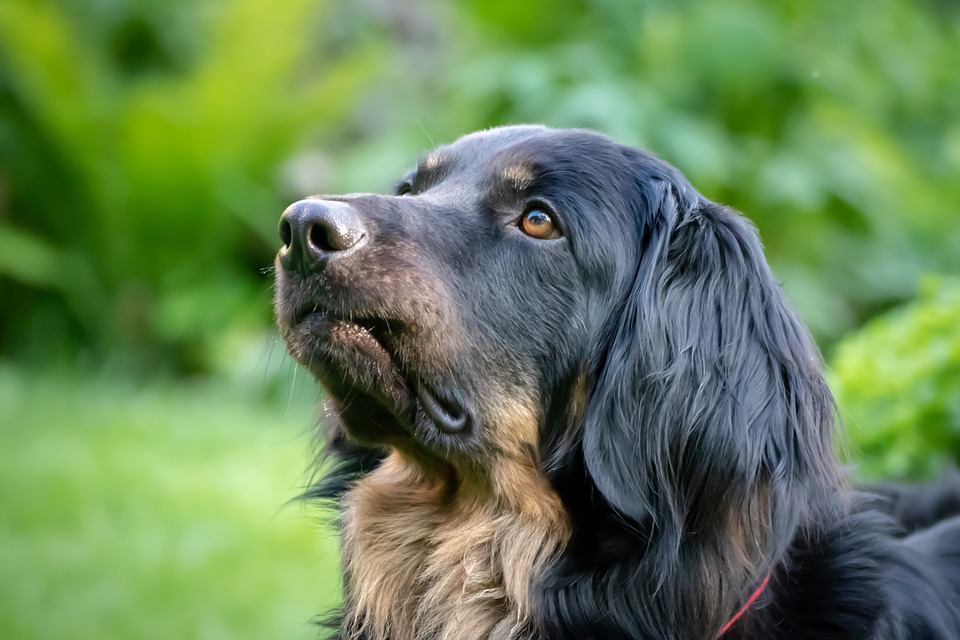 cane guarda il cielo