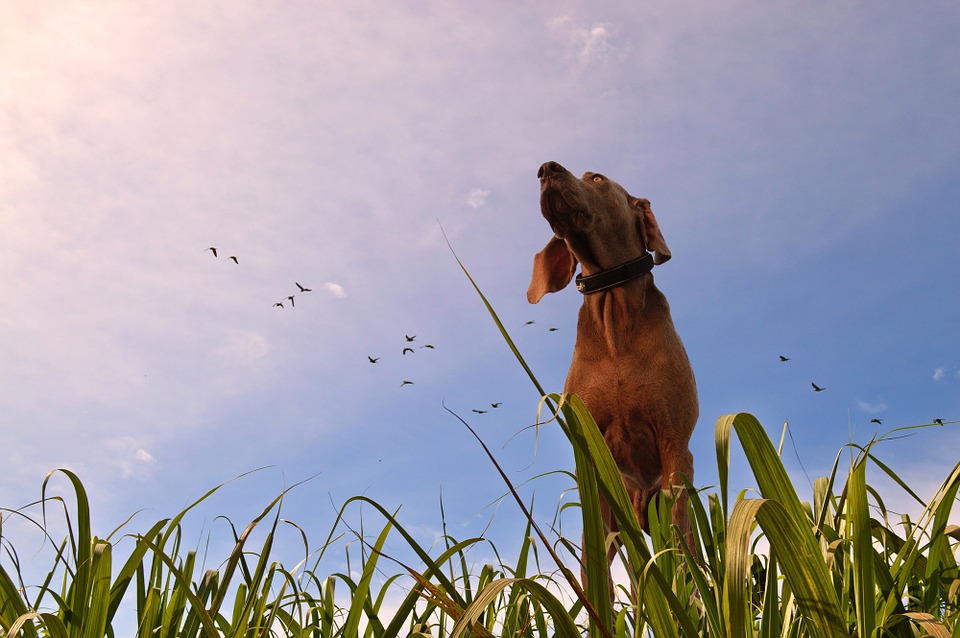 cane che guarda il futuro