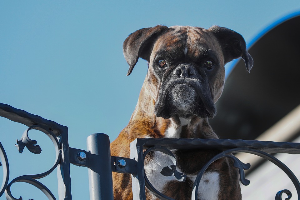 cane di razza che pensa