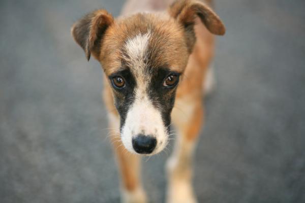 i cani possono disperarsi
