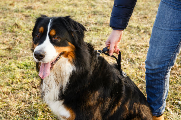 cane e padrone