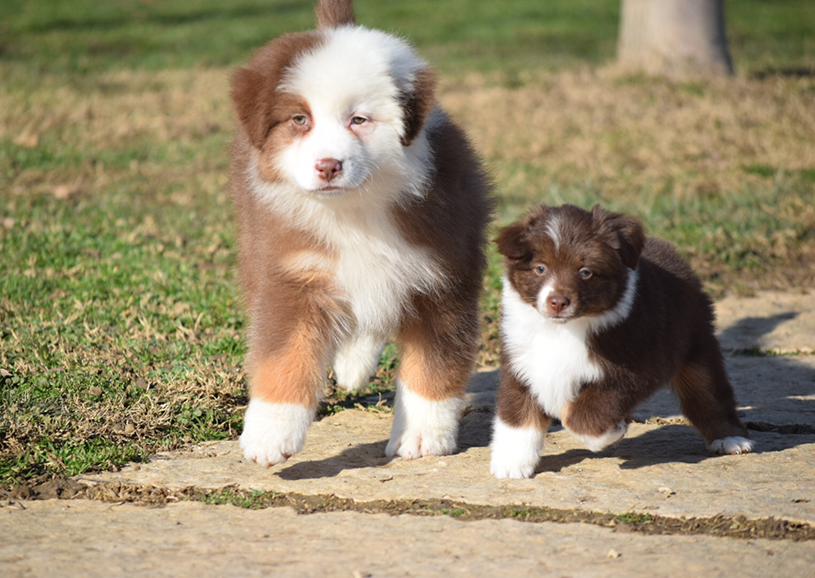 10 razze di cane che potresti non conoscere, davvero uniche