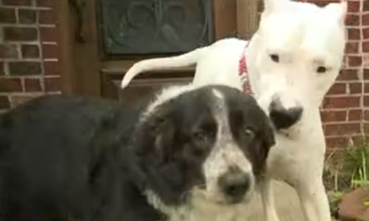 Il cane Bella e il cane Tasa