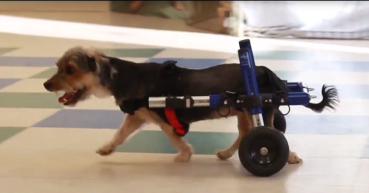 Misty, il cane paralizzato che può camminare di nuovo