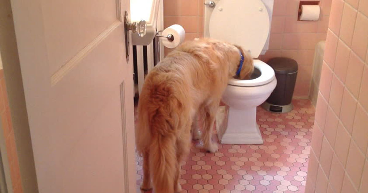 Come insegnare a un cane a non bere dalla toilette
