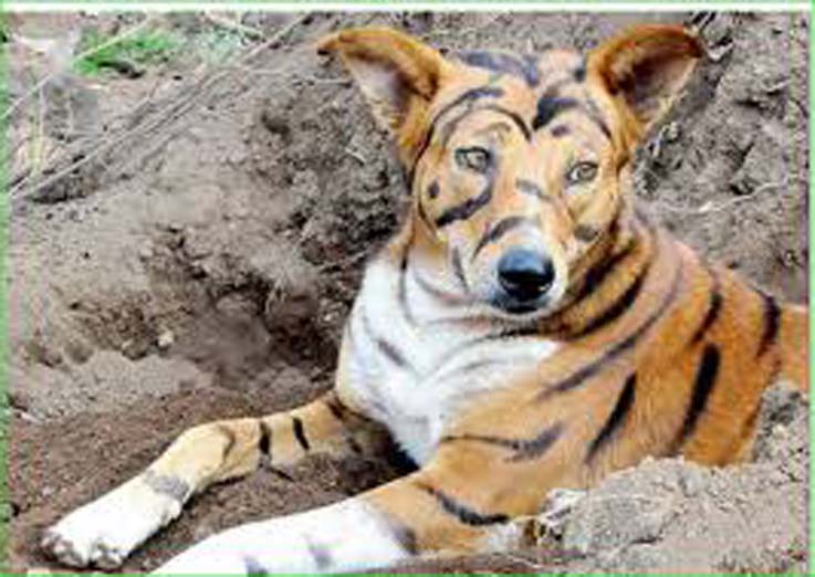 Il cane dipinto da tigre
