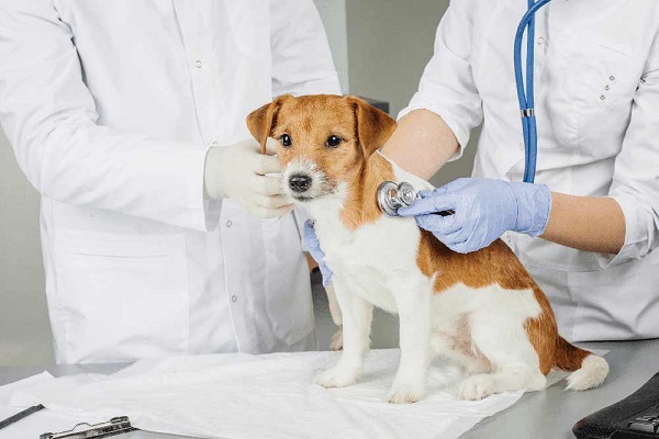 cane a visita dal veterinario