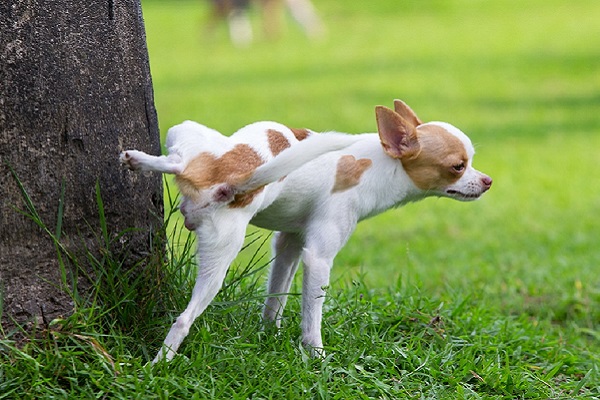 cane che fa la pipì