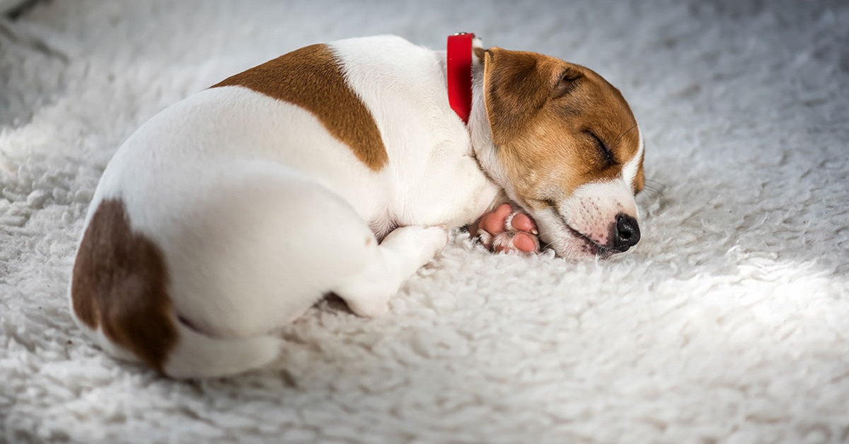 Ingrandimento della ghiandola prostatica nel cane: le cose da sapere