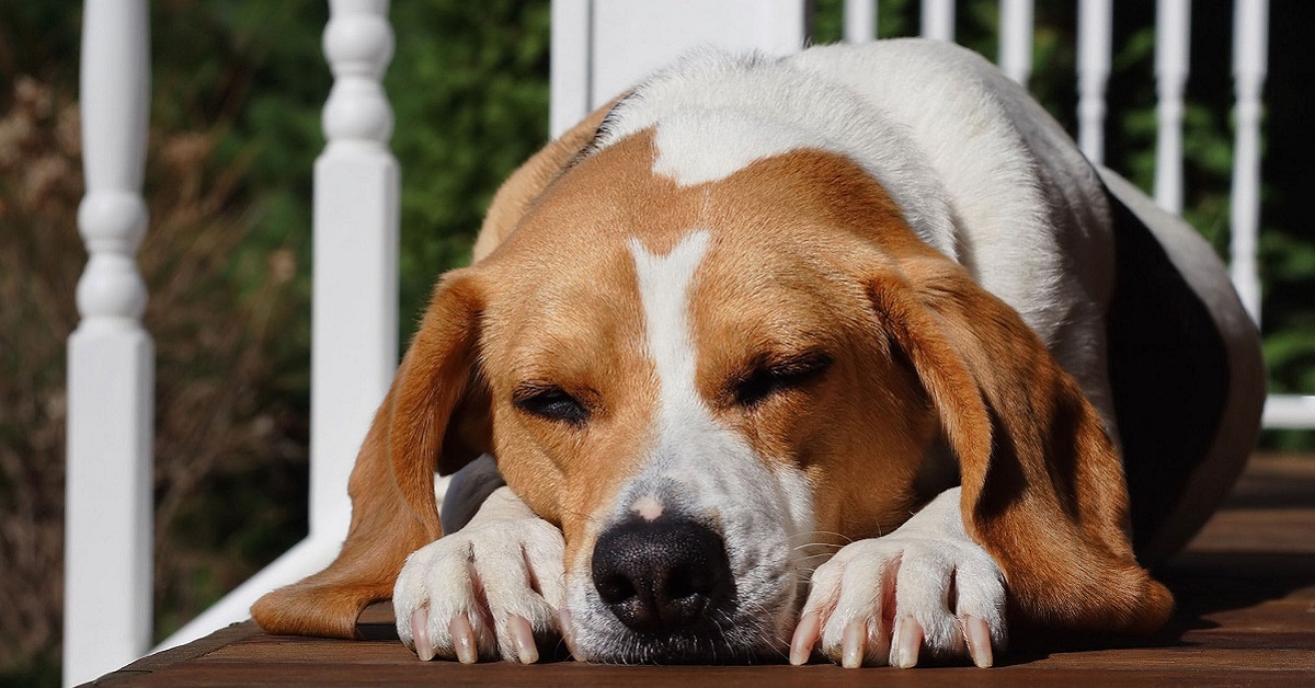 Ipermetria e dismetria del cane: tutto quello che bisogna sapere