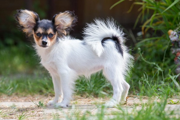 cane di piccola taglia