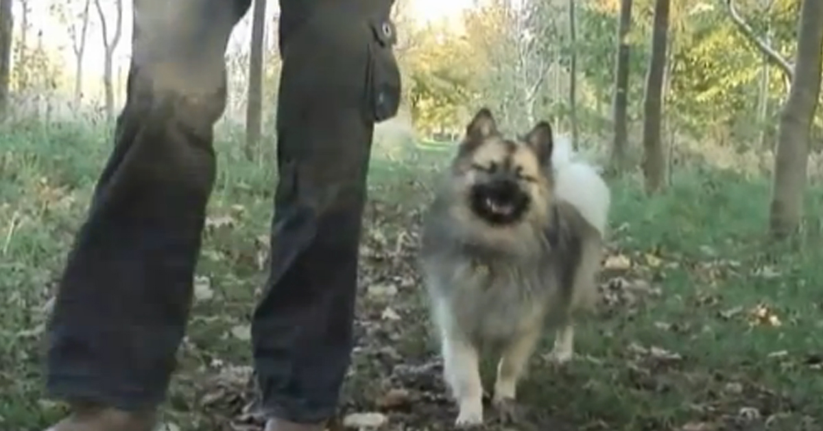 Rowan, il cane cieco che può “vedere” grazie all’ecolocazione