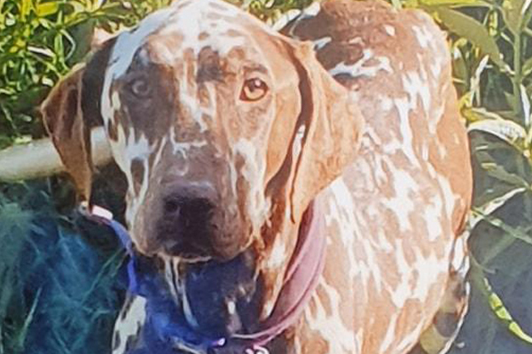Cane che osserva