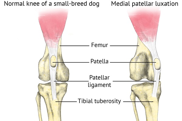 cane con lussazione alla rotula