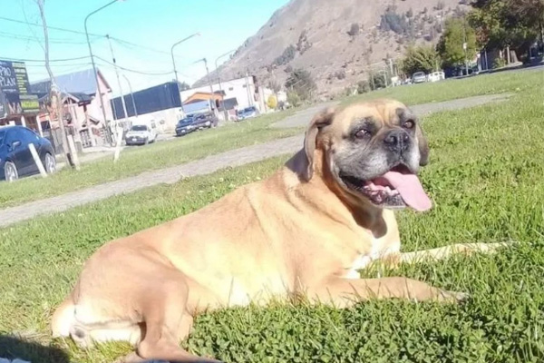 Cane sdraiato nel prato