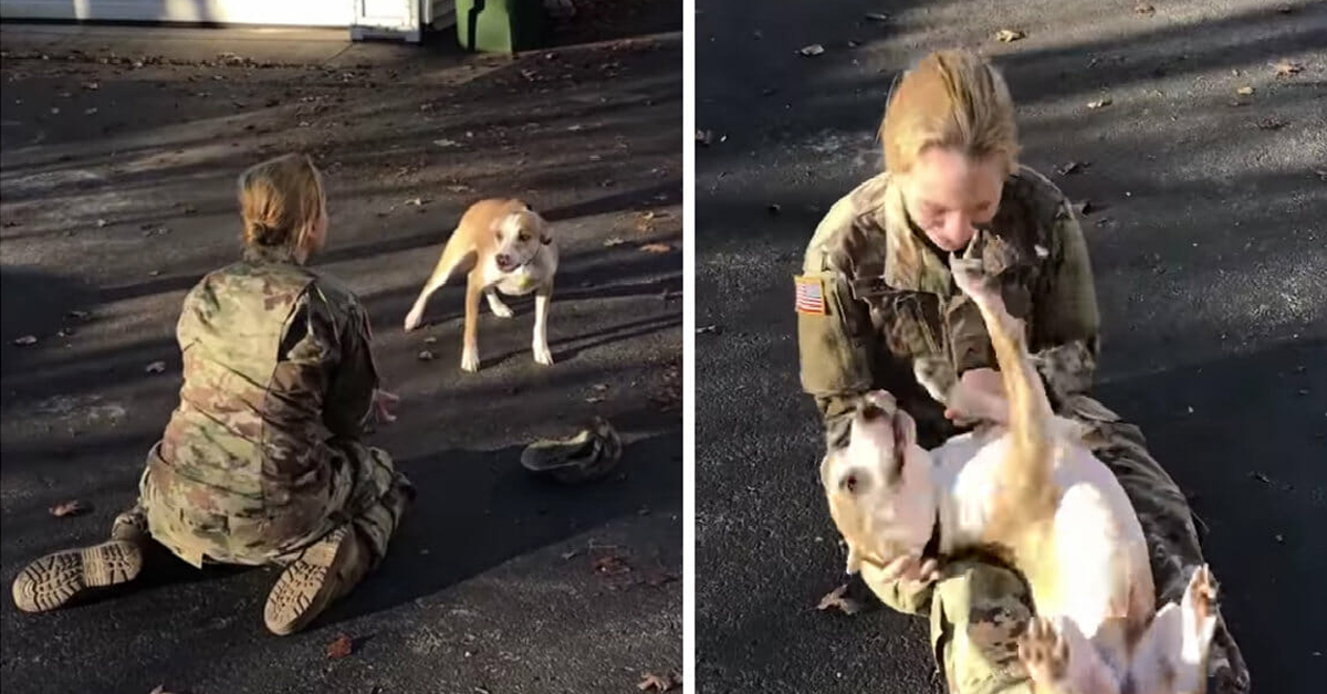 Murphy, il cane che ha rivisto la proprietaria dopo 8 mesi: il video