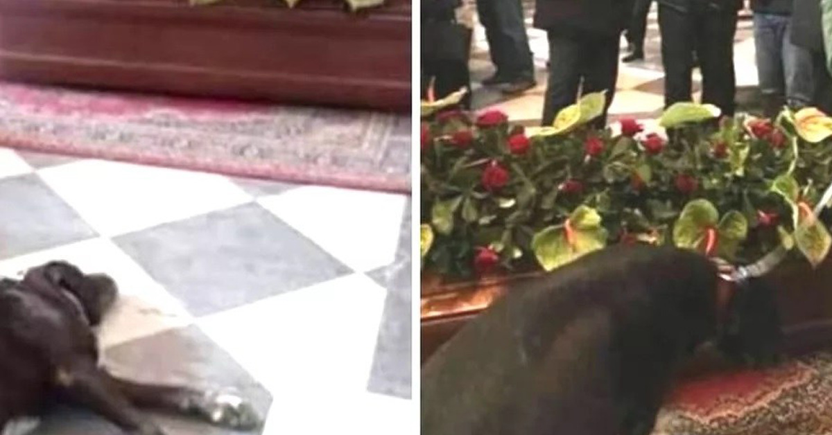 Nerone, il cane che a Messina non voleva lasciare il proprietario defunto