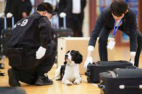 Cane che controlla in aeroporto