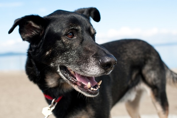 cane nero con peli bianchi