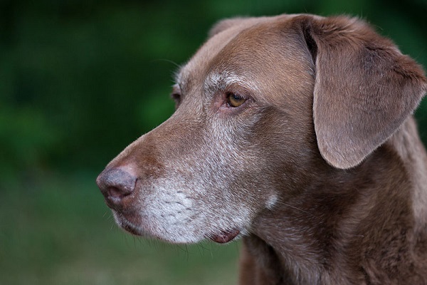 cane marrone con peli bianchi