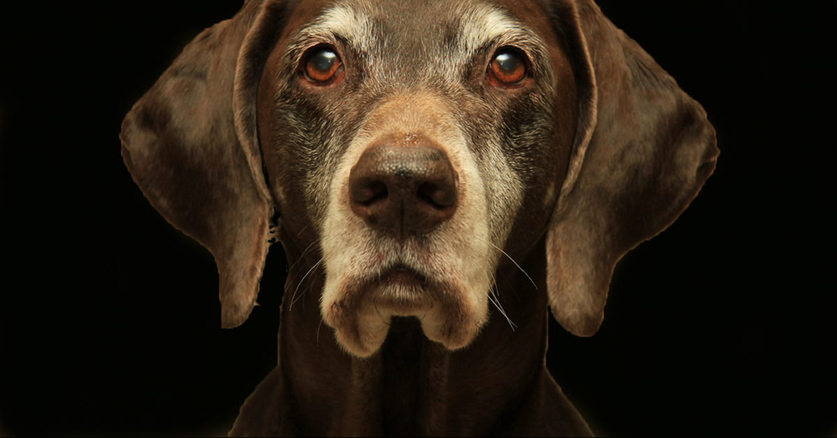 Peli bianchi precoci nel cane: cosa significa? A cosa è dovuto?