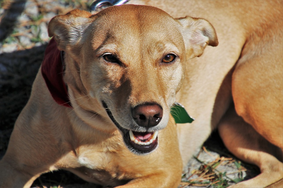 cane che sorride