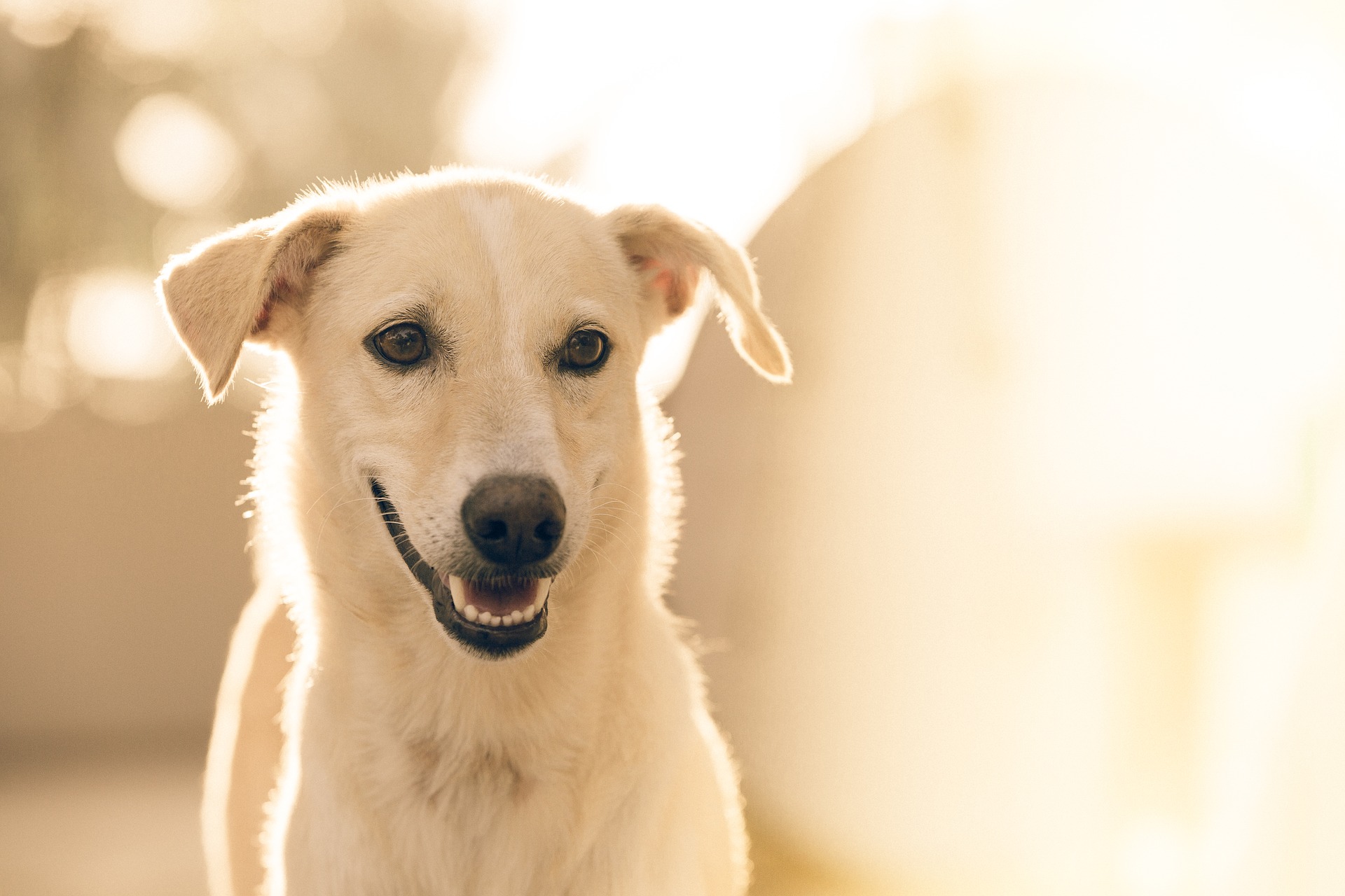 cane bianco impaziente