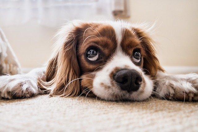 cane è impaziente, perché?