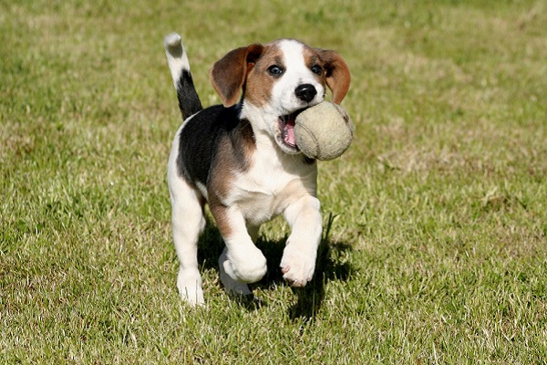 cane da caccia 