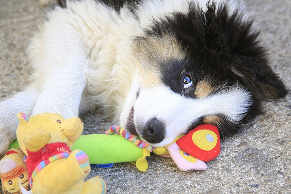 cucciolo di cane con giochi