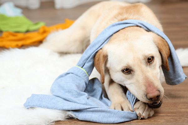 cane che mordicchia pigiama