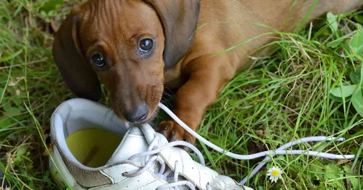 Perché il cane ruba le cose e le nasconde? Ecco come intervenire