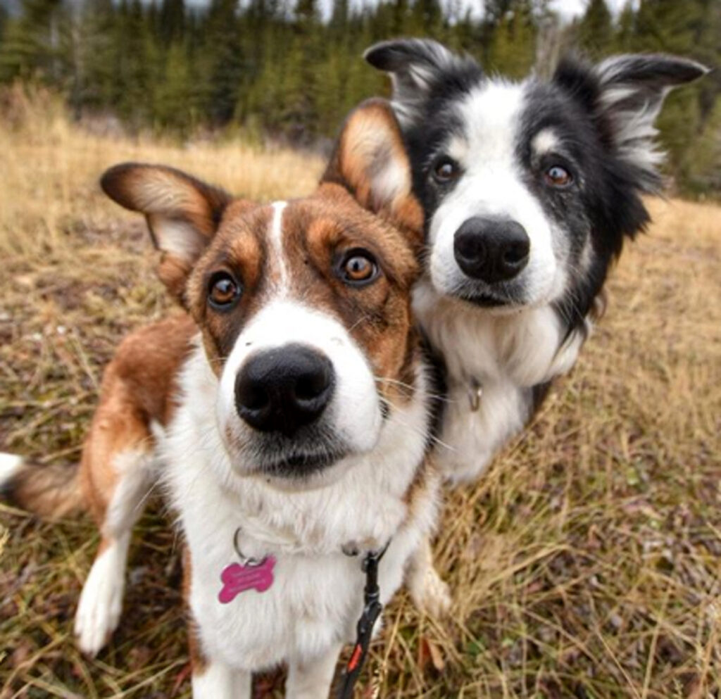 Primo piano di due cani