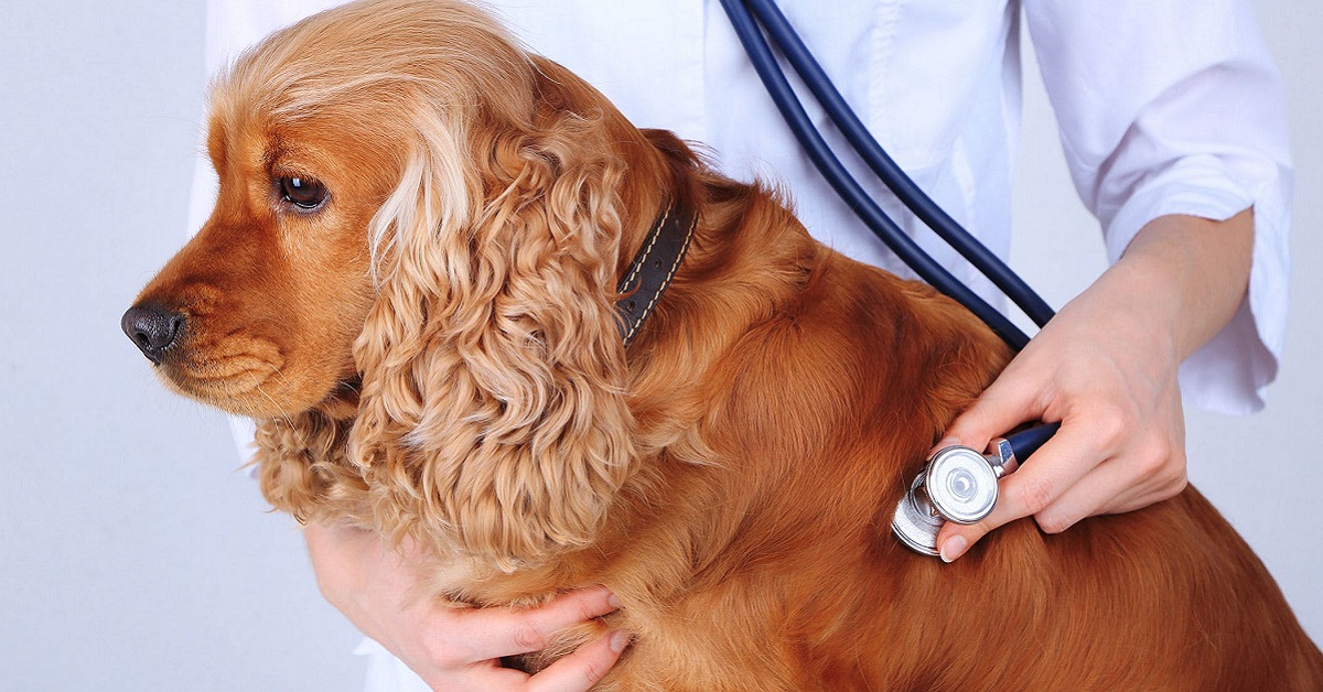 Rabdomioma nel cane: cosa sapere su questo tumore del cuore