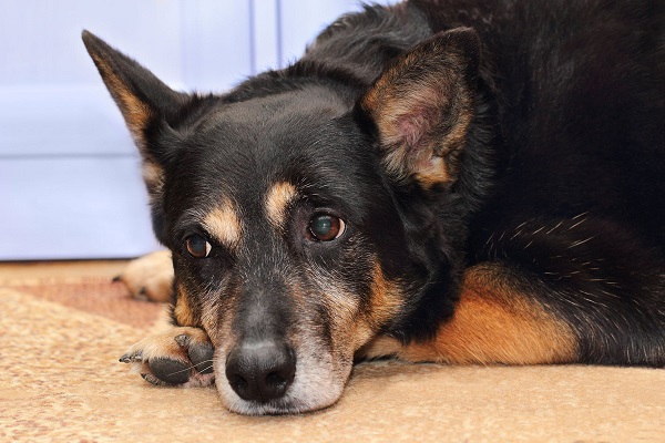 cane accucciato per terra