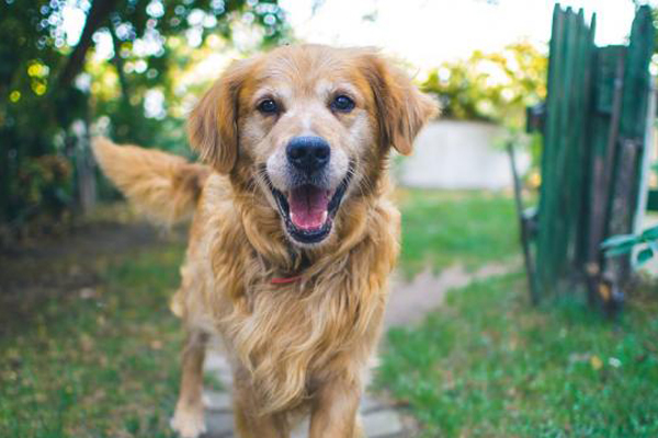 Cane che osserva