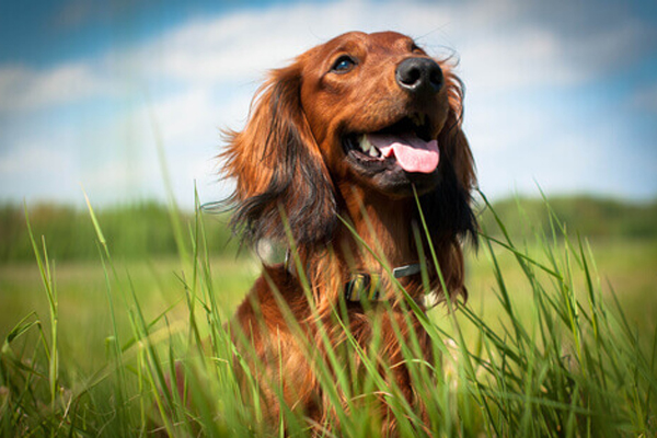 Cane in un prato