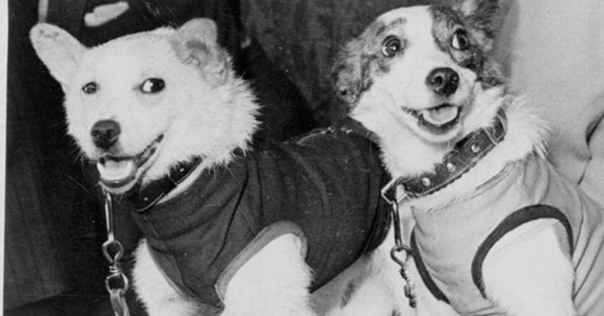 Ricordate Belka e Strelka? Ecco tutta la verità sui cani del programma