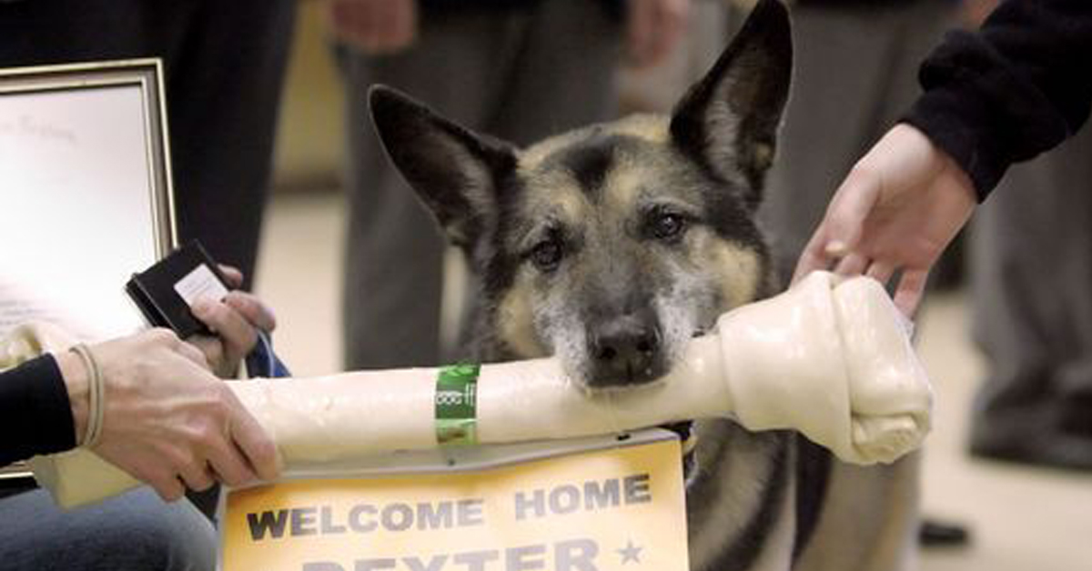 Dexter, il cane militare che ha salvato migliaia di persone