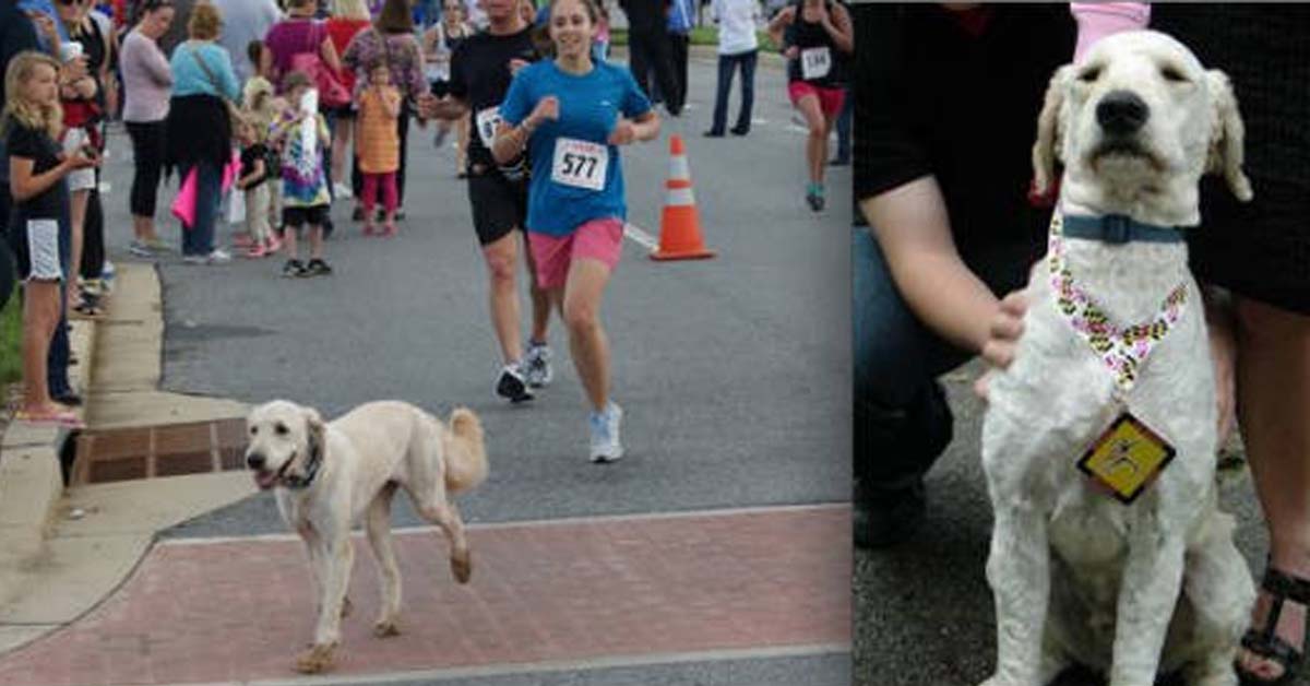 Dozer, il cane che ha corso una mezza maratona