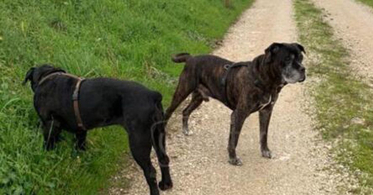 Tyson e Lady, i due cani amici che sono stati adottati dalla stessa famiglia