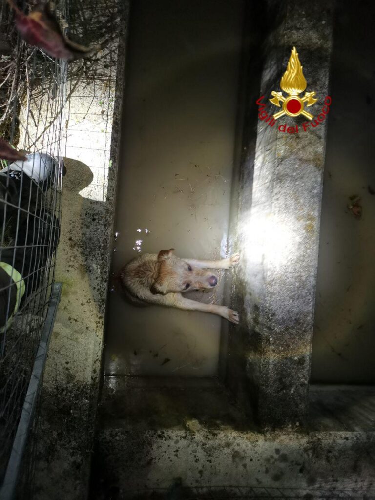 Un cane caduto in una vasca a Spoleto
