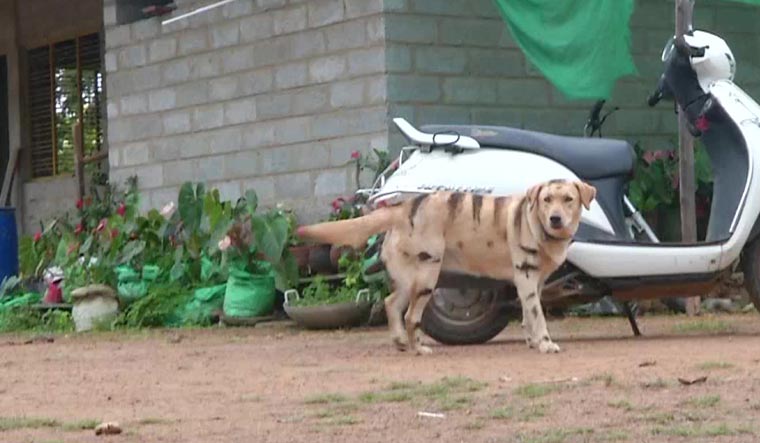 Un cane che è stato dipinto da tigre