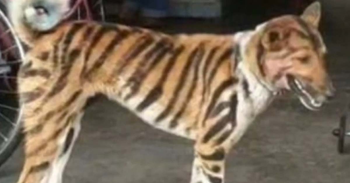 Cane dipinto da tigre per spaventare le scimmie che devastano il raccolto